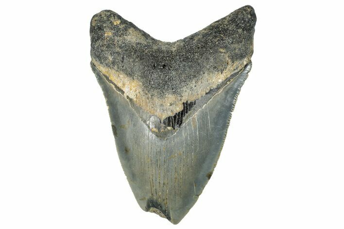 Serrated, Fossil Megalodon Tooth - North Carolina #295132